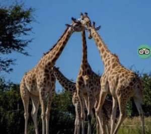 South Lakes Safari Zoo £24 family ticket or £6 child / £9 adult tickets - (Up to 99p admin fee)) @ Wowcher