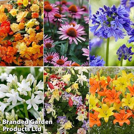 Summer Plant Collection w/Code (12 Bare Root Plants, 5 Tubers & 5 Bulbs)