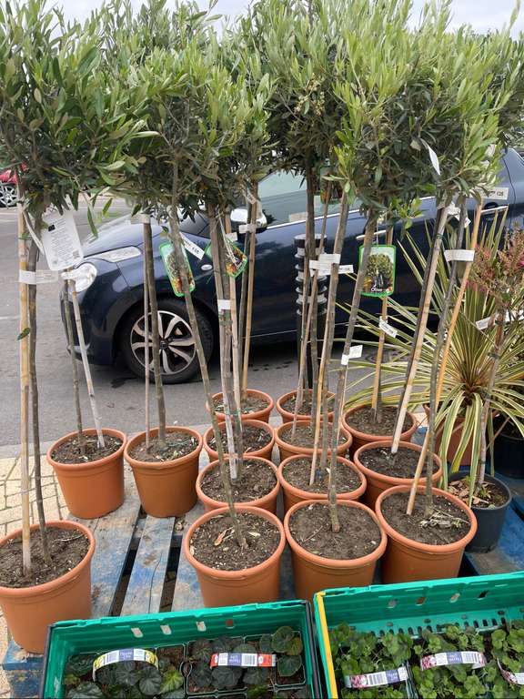 Olive trees £17.50 in Morrisons Chingford