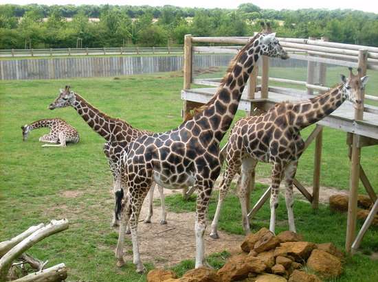 Kids Go free, Up to 3 per paying adult - e.g 1 Adult and 3 kids for £16.80, using code (Offer for pass holders below also) @ Banham Zoo