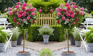Pair of Mini Standard PINK Rose Trees £19.99 (£6.99 delivery) @ Gardening Express