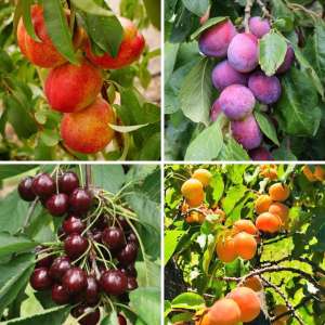 4 x 5ft fruit trees - Peach, Plum, Apricot & Cherry.