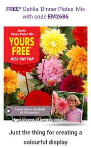 5 dinner plate Dahlia tubers free with code just pay P&P