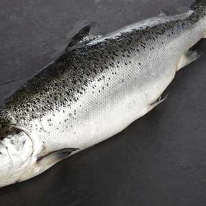 Whole Salmon (Fishmonger Will Fillet if asked) £6.99 Per KG - MyMorrisons Exclusive Instore @ Morrisons
