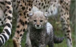 Africa Alive Zoo Entry Tickets (Lowestoft) - £13.80 for adults