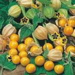 Seed Sale - Up To 80% Off - 750 seeds - £1 eg Chilli, Tomato, Aubergine, Pumpkin & More + Free Delivery @ Mr Fothergills