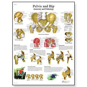 3B Scientific Human Anatomy - Pelvis and Hip Anatomy/Pathology Chart, Paper Version