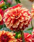 Up To 25% Off Sale (Seeds & Bulbs), Prices From £2.02 + Free Delivery With Code FRSH @ Farmer Gracy