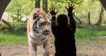 Knowsley Safari - 4 Person Day Pass W/Code