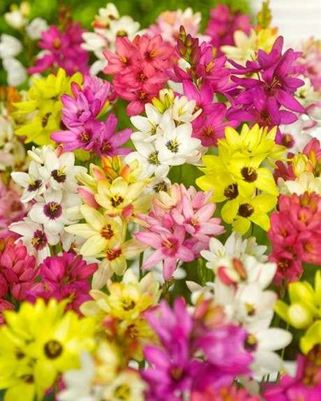 Ixia Mixed 25 Bulbs + Free Delivery w/Code