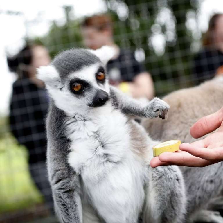 Meerkat, Lemur and Animal Encounters Feeding Experience for TWO People -  Hoo Farm Telford - £ with code @ Virgin Experience Days | hotukdeals