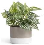 Habitat Small Ceramic Pot with Artificial House Plant - Cream - Free C&C