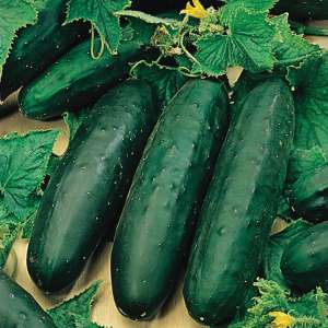 Sale on Seeds and Plants Including Cucumber Organic Seeds For 49p + £2.49 Delivery @ Marshalls