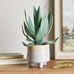 Coastal Aloe Vera in Ceramic Pot Plus Free Click and Collect to Selected Stores