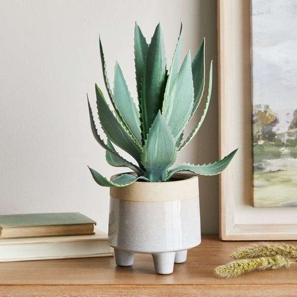 Coastal Aloe Vera in Ceramic Pot Plus Free Click and Collect to Selected Stores