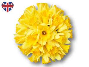 Easter Bouquets - Daffodils 16 stems 99p/Tulips 16 Stems £2.25/Spring Bouquet £ 3.99 + 5 others instore @ Lidl