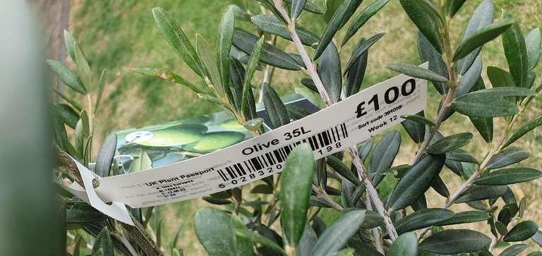 Mature Olive Tree 35L pot £100 in store @ B&M Preston Docks