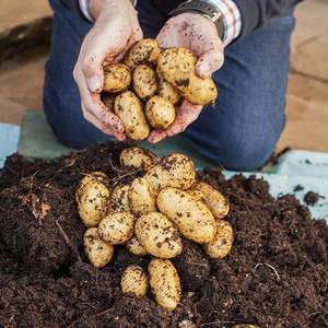 18 tuber patio potato pack - just pay p&p with code
