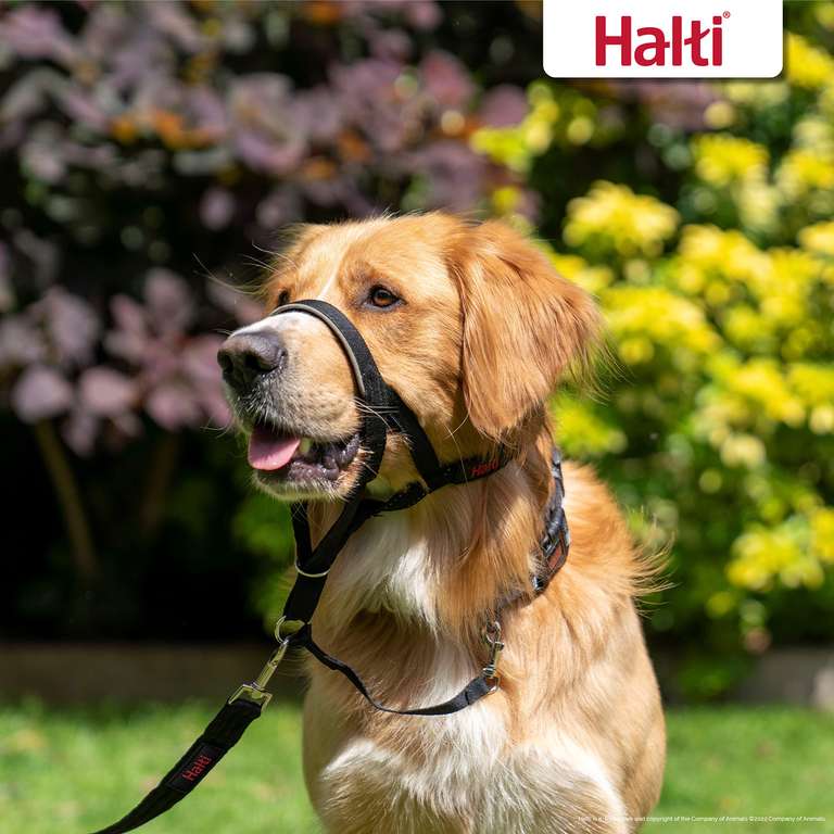 HALTI Headcollar Size 4 Black - Size 4 for Large Dogs