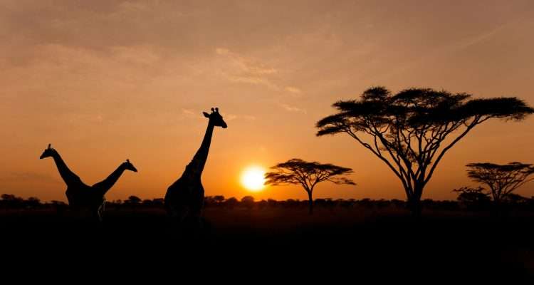 Return flights to Nairobi, Kenya from London Heathrow - March 2024 Dates (Hand Luggage Only) - £337pp with Lufthansa via Skyscanner