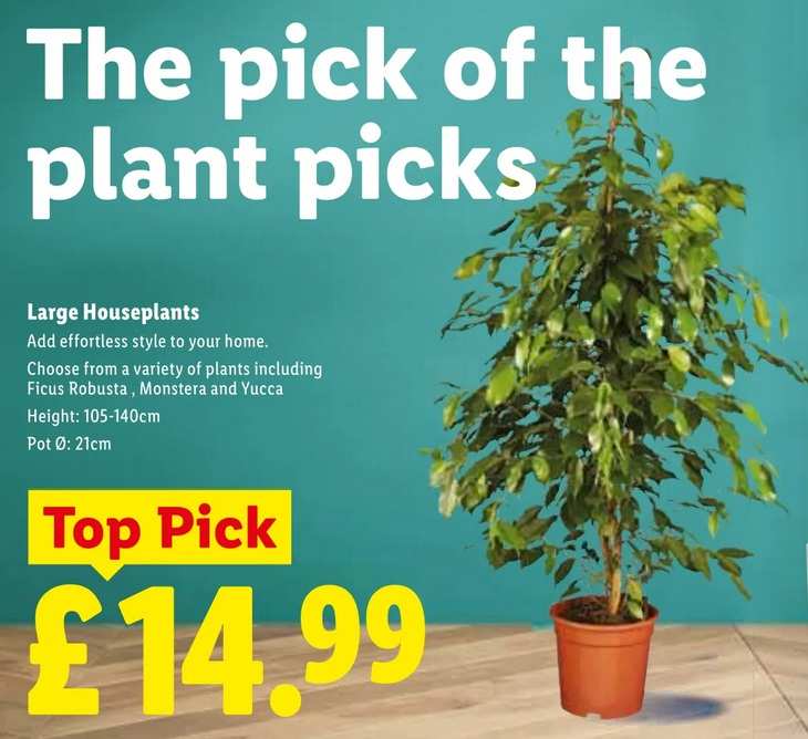 Large Houseplant in 21cm Pot - Height: 105cm to 140cm - Choose from a Variety including Ficus Robusta / Monstera / Yucca