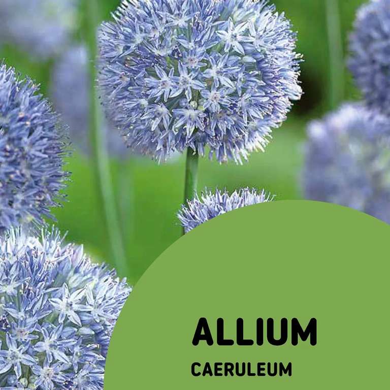75% off packs of selected flower plants & bulbs from 38p - e.g Allium Caeruleum Flower bulb, Pack of 15 + free click and collect