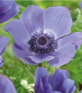 Anemone Royale Blue Flower bulb Pack of 10 Free C&C (Clearance Selected Stores)