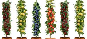 Dwarf Patio PILLAR Fruit Trees Mini Orchard Collection - 6 Different Trees £29.99 + £6.99 delivery @ Gardening Express - UK Mainland