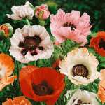 6 Packets Of Free Seeds (Just Pay Postage), Tomato, Lettuce, Chive, Pak Choi, Poppy, Delphinium