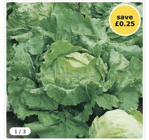 Wilko Lettuce Webbs Wonderful Seeds - Free Click & Collect Only