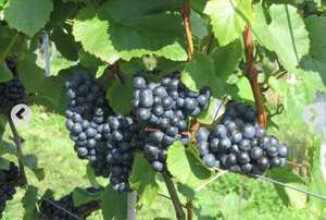 Vineyard Tour and Tasting for Two e-tickets using Voucher £9 @ BuyAGift