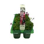 All pack and pot bedding buy one get one free e.g Viola mix 10 pack Spring Bedding Plants Instore only