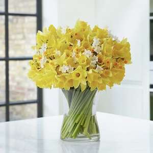 100 Daffodils & Narcissus + free nominated delivery = £20 @ Marks & Spencer