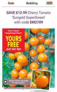 6 plugs of Cherry Tomato 'Sungold SuperSweet' W/Code - Just pay postage