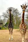 Mother's day 19th March - Free entry for mums Dudley Zoo - child ticket (£13.15) or adult ticket (£18.60) purchase required @ Dudley Zoo