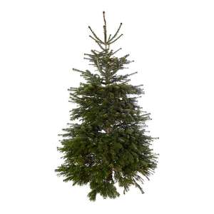 B&Q clearance real Christmas trees Free click and collect