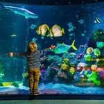 Sea Life Tickets - Half Price Single Person Pass - £9 (Selected Locations) @ Planet Offers