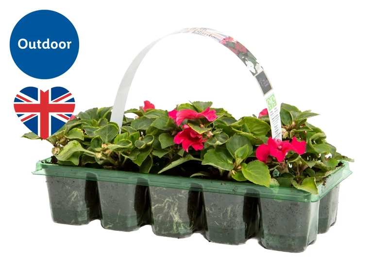 British Bedding Plants - Pack of 10