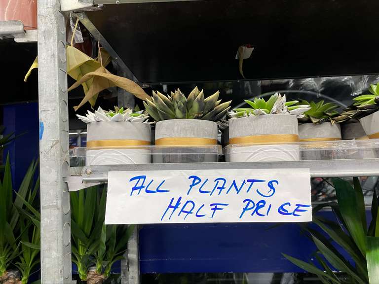 All Plants half price @ B&M Beckton