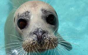 Natureland Seal Sanctuary - Half Price Skegness Family Pass
