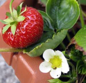 30 strawberry plants for £9.90 from Marshalls