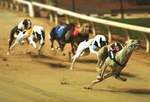 FREE entry, FREE racecard and a FREE burger with an Oyster card at Wimbledon Dog Track!