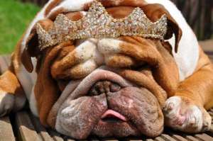 Royal Canin BULLDOG 14kg BOGOF £43.99 @ GJW Titmuss