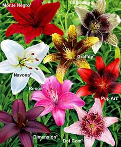 8 Lilies in 8 Varieties for £9.95 from spaldingbulb.com