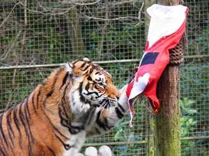 Half price admission at the Welsh Mountain Zoo, from 15th December to 6th January