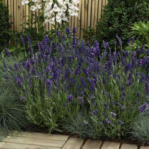 24 Hour Offer - 16 Lavender Plants - Only £7.98 delivered @Dobies