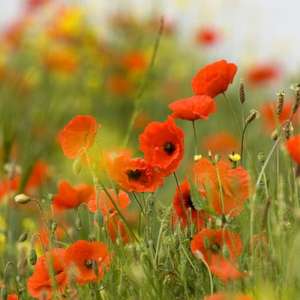 5000 red field poppy seeds for £3.49 delivered at Crocus
