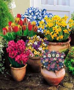 100 spring  bulbs +wooden well and pump + 75 free bulbs £9.97 at Spalding Bulbs