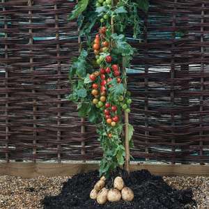 TomTato plants £14.99 each or buy 2 get 1 free! Get your mutant abomination now! @ Thompson & Morgan