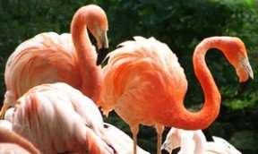 flamingo land family ticket half price only £55 @ metro radio offers